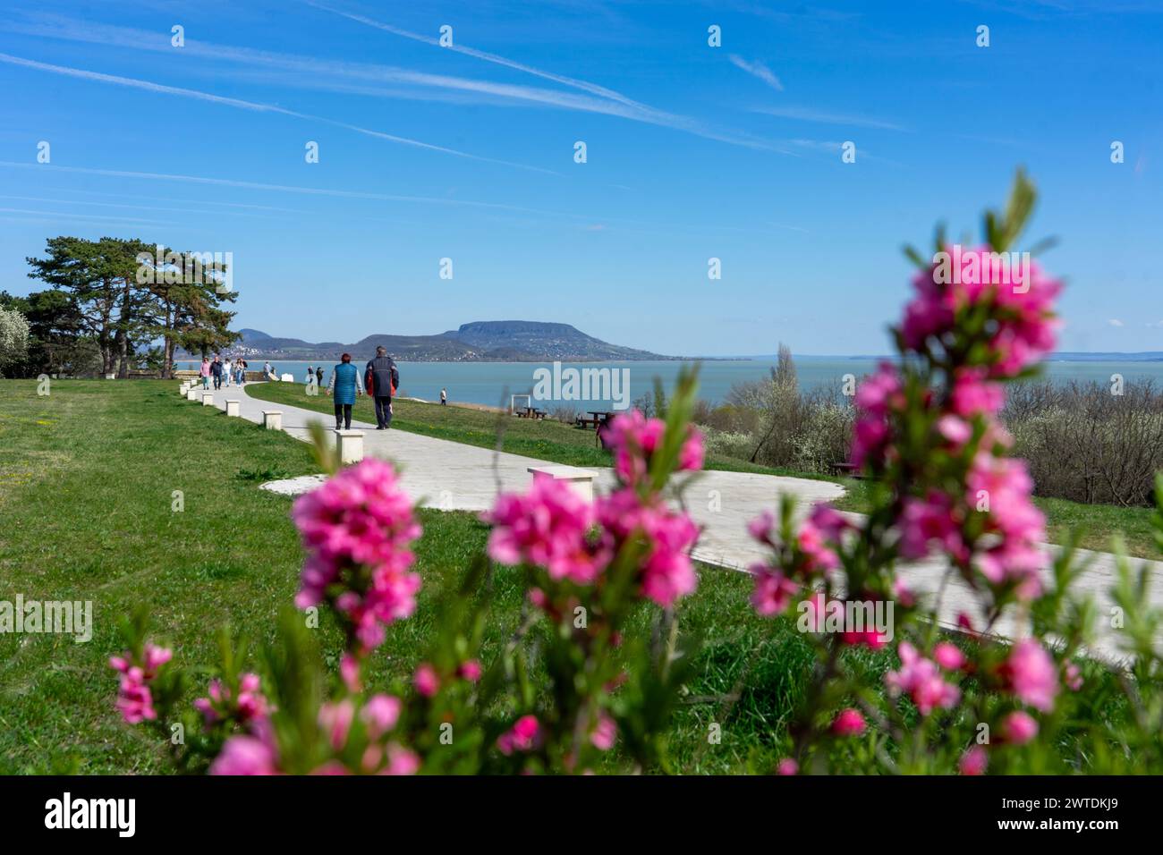 beautiful spring landscape in Hungary at Lake Balaton with pink flowers and the Badacsony hill Szepkilato viewpoint . Stock Photo