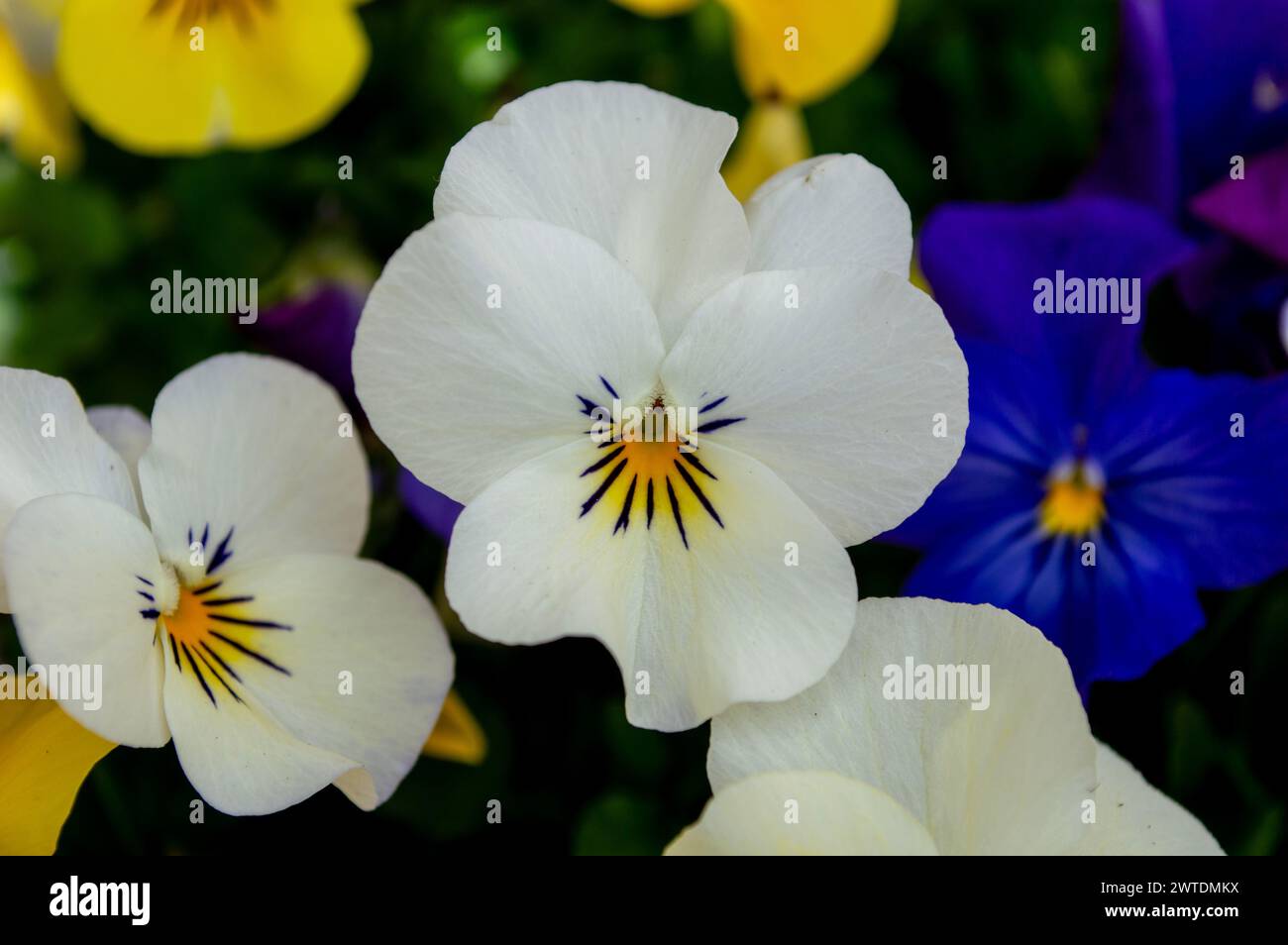 Garden flowers, pansies Stock Photo