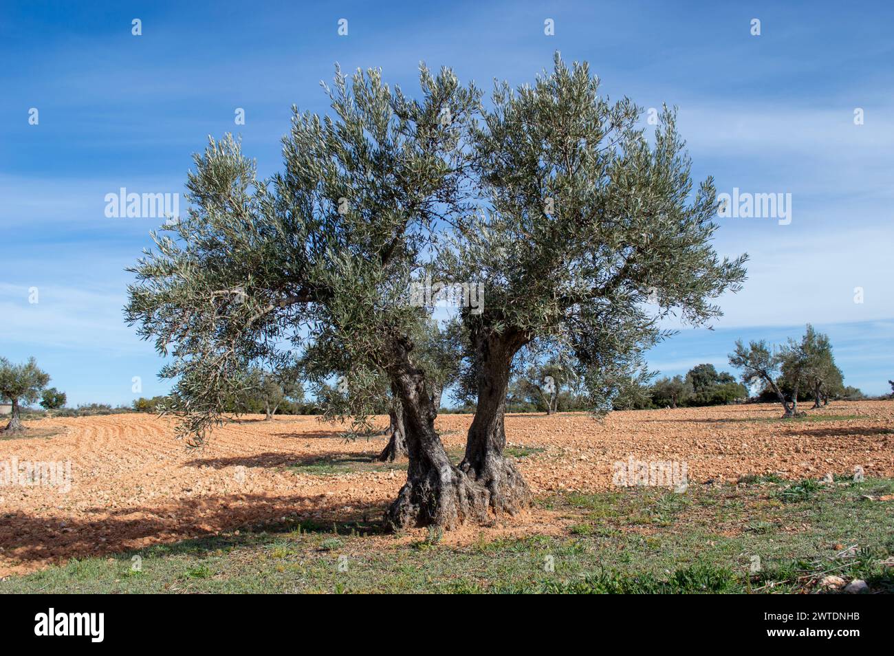 Olive grove landscape with ancient olive trees in Spain Stock Photo