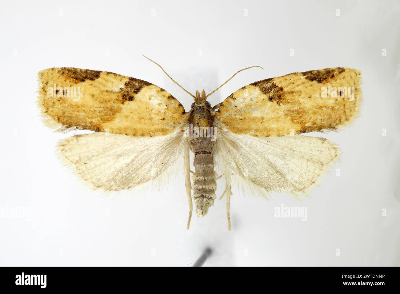 Straw-coloured tortrix, cyclamen tortrix (Clepsis spectrana). Prepared specimen in museum collection. Stock Photo