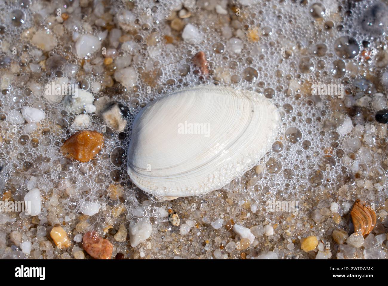 A seashell surrounded by pebbles and rocks on sandy beach Stock Photo
