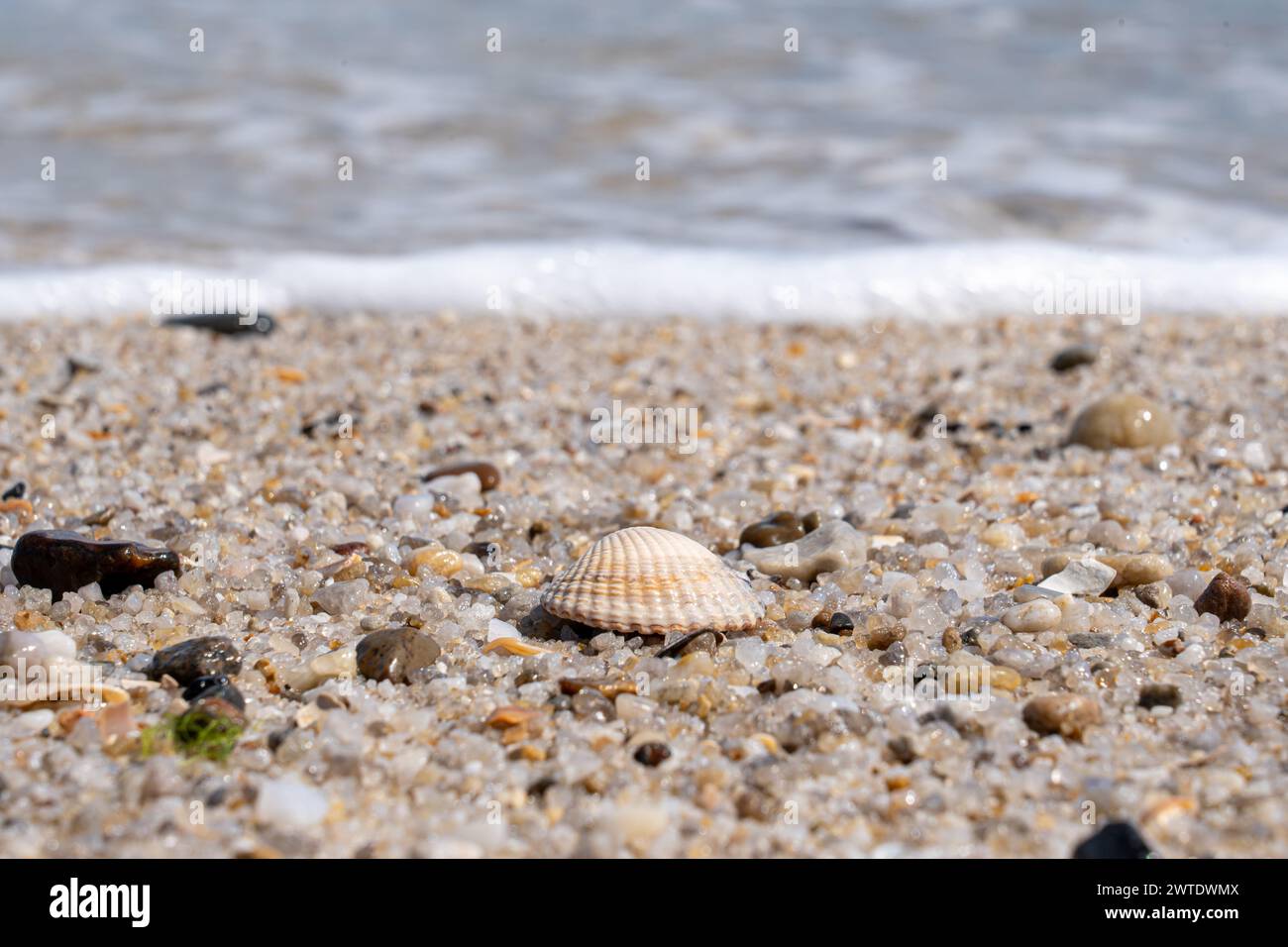 A seashell on sandy shore with approaching wave Stock Photo