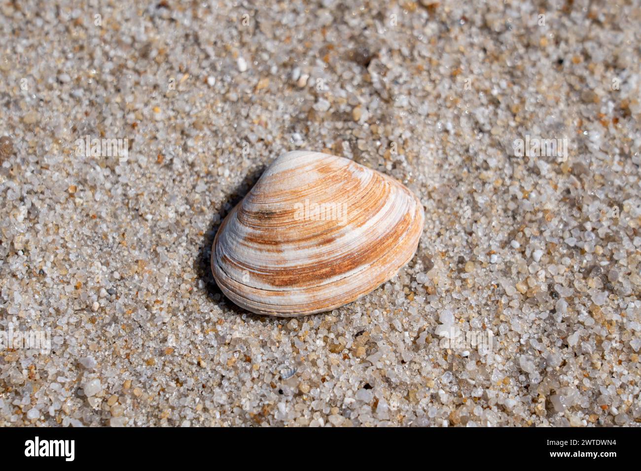 A seashell on sandy shore with approaching wave Stock Photo