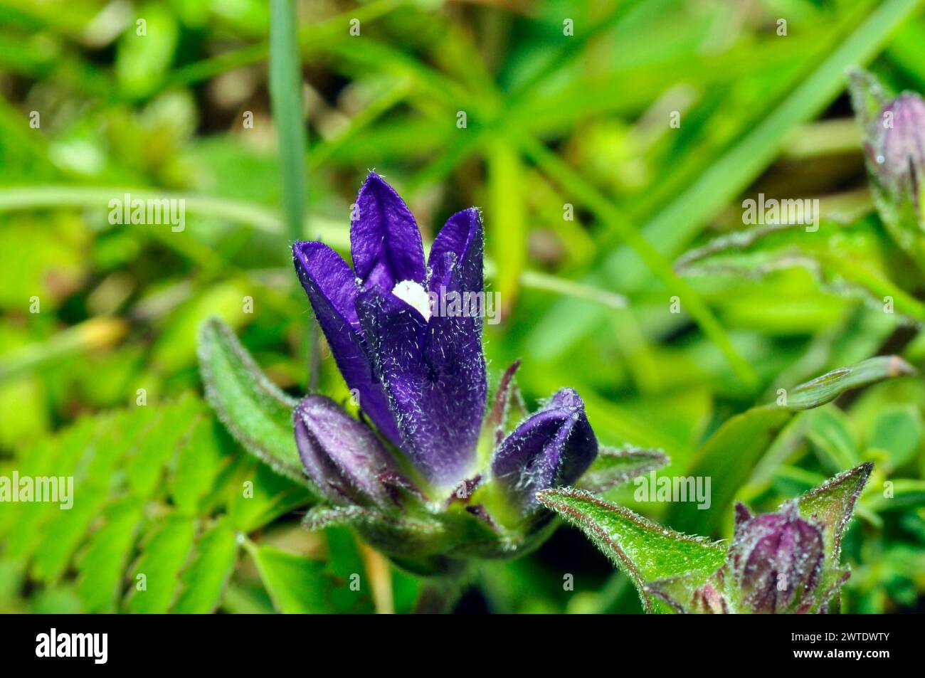 Clustered Bellflower (Campanula glomerata)on  limestone grasslands, summer,Glos, UK Stock Photo