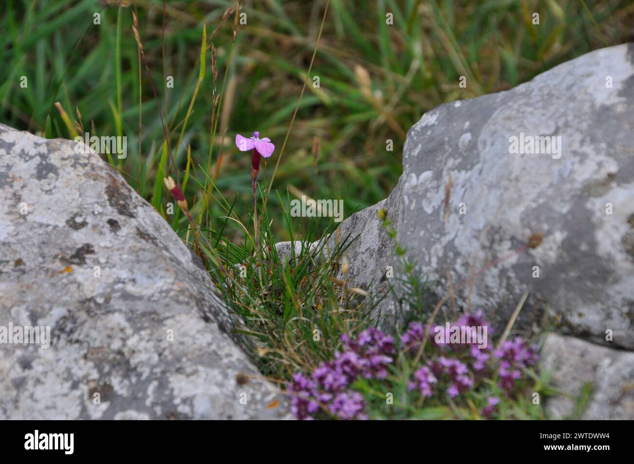 Cheddar Pink 'Dianthus gratianopolitanus' single bloom flowering in limestone rocks on the edge of the Cheddar Gorge in Somerset; UK Stock Photo