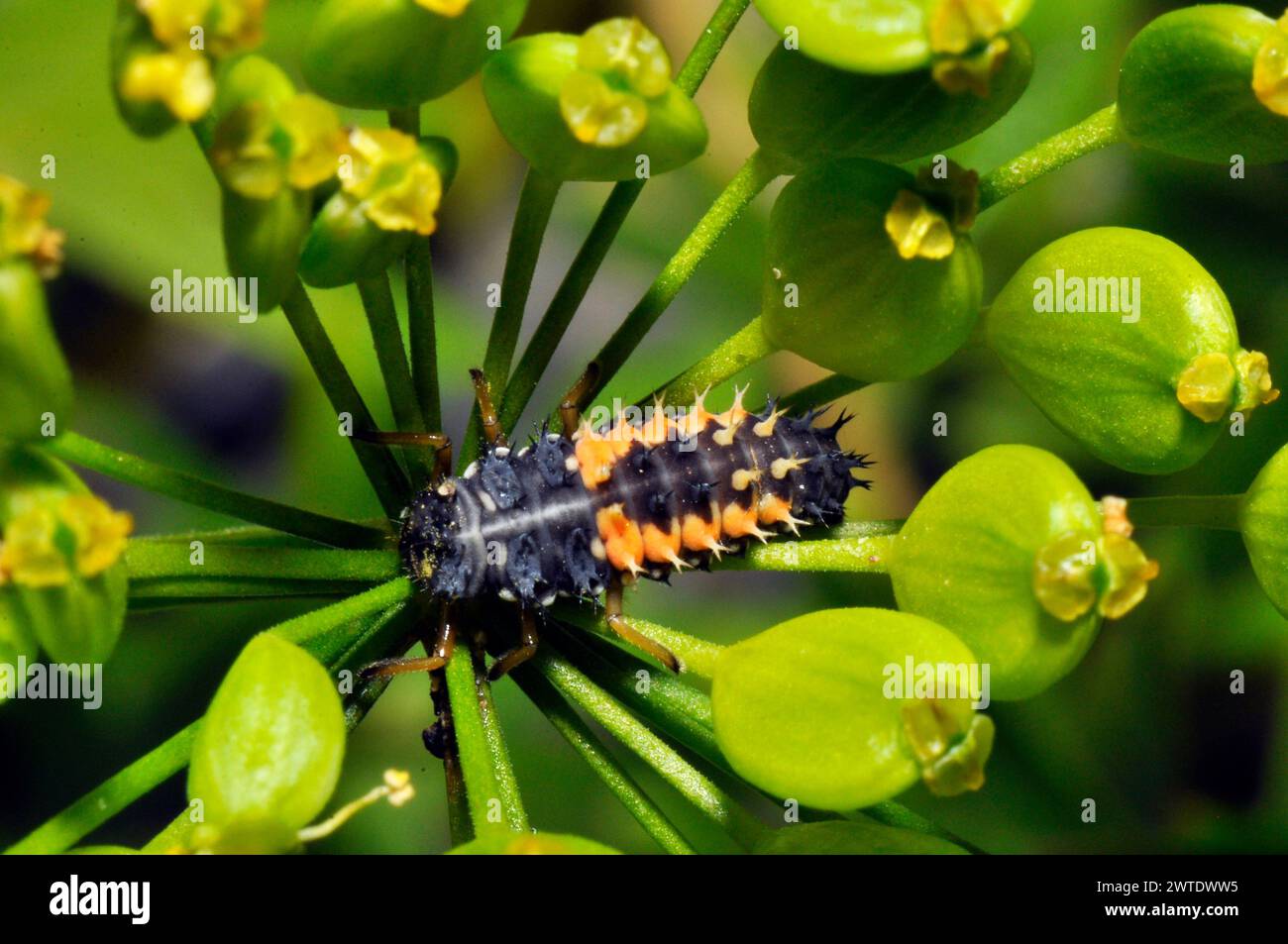 Larvae of the Harlequin Ladybird 'Harmonia axyridis', on a plant in an allotment. These are both predatory and cannibalistic. Somerset UK Stock Photo