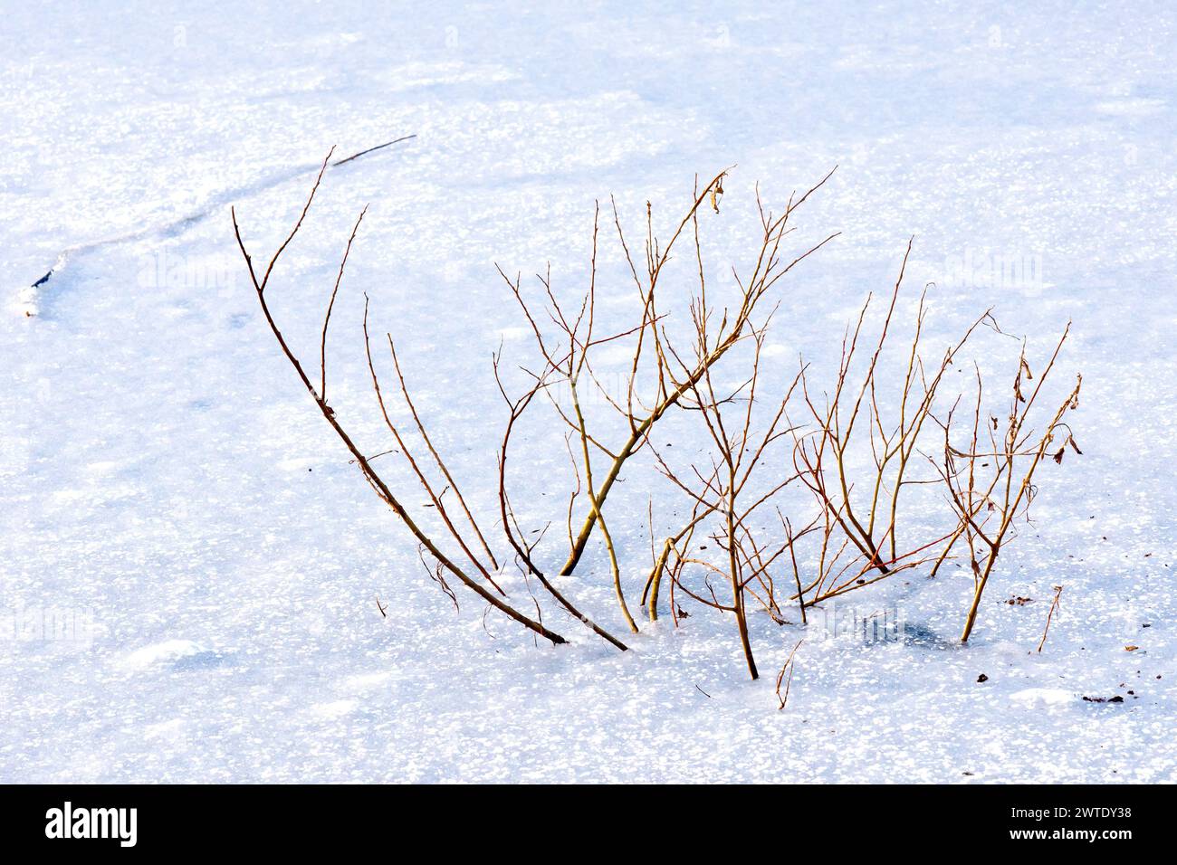 Close up of the branches of a waterside shrub poking up through the frozen surface of a pond during the winter. Stock Photo