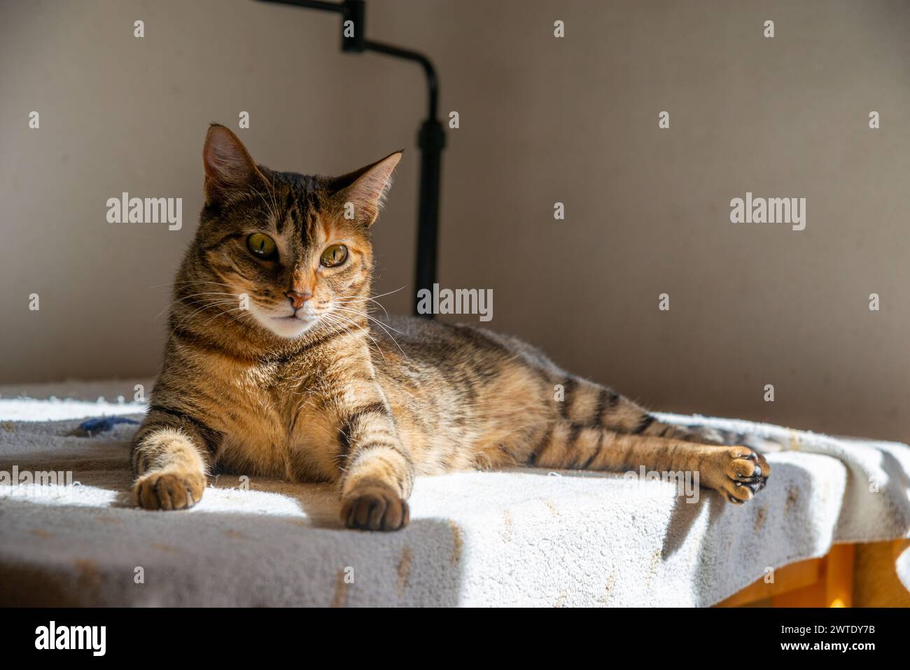 Tabby cat lying. Stock Photo