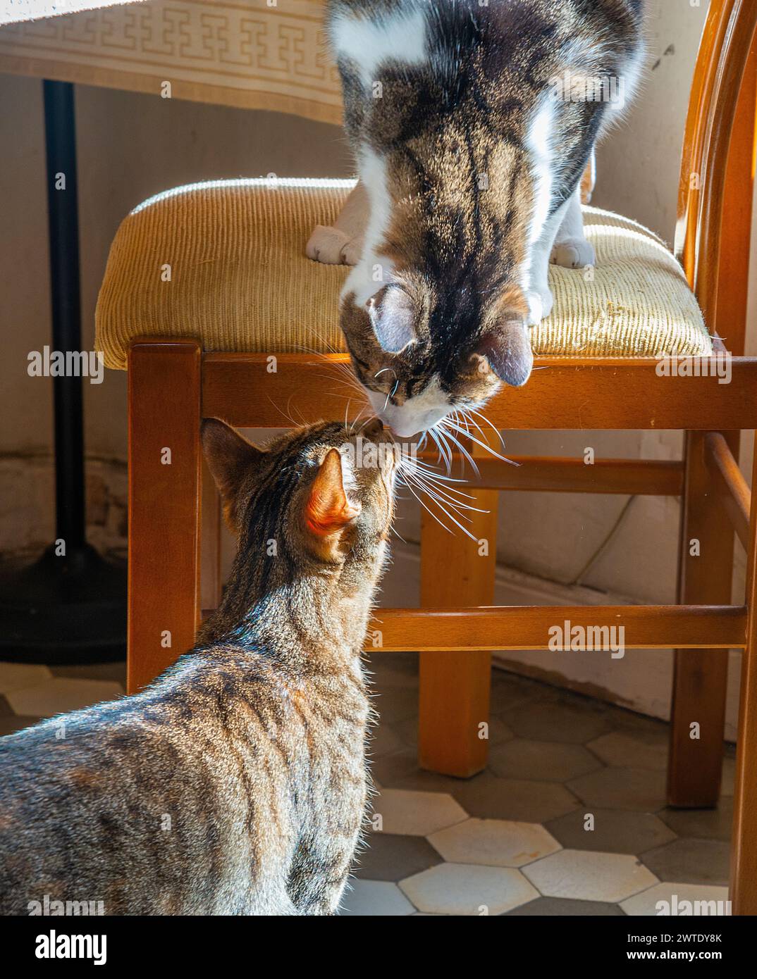 Two cats in contact. Stock Photo