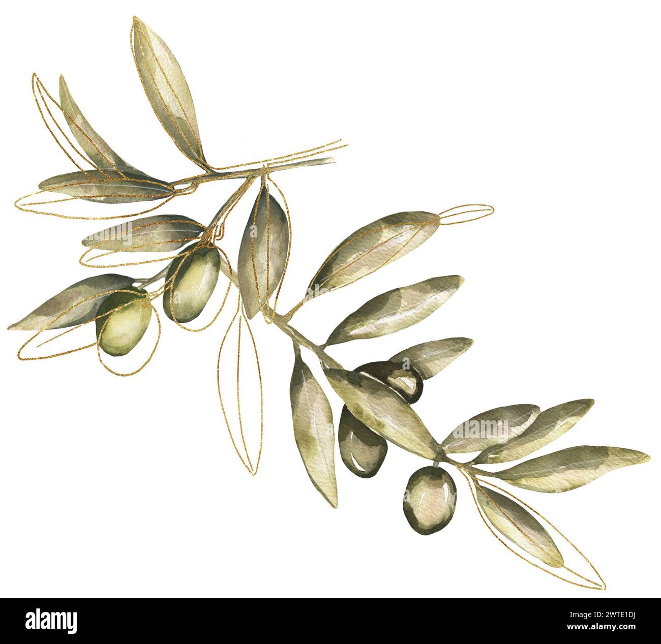 Hand painted watercolor olive branches and leaves illustration on