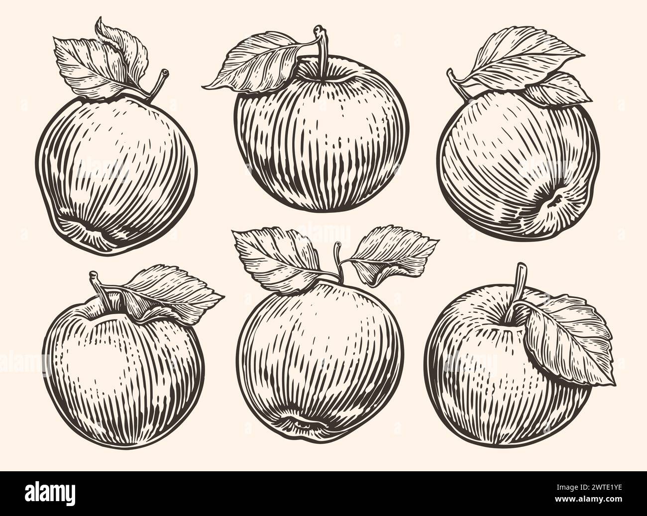 Apple with leaf. Ripe fruits set. Hand drawn sketch vector illustration Stock Vector