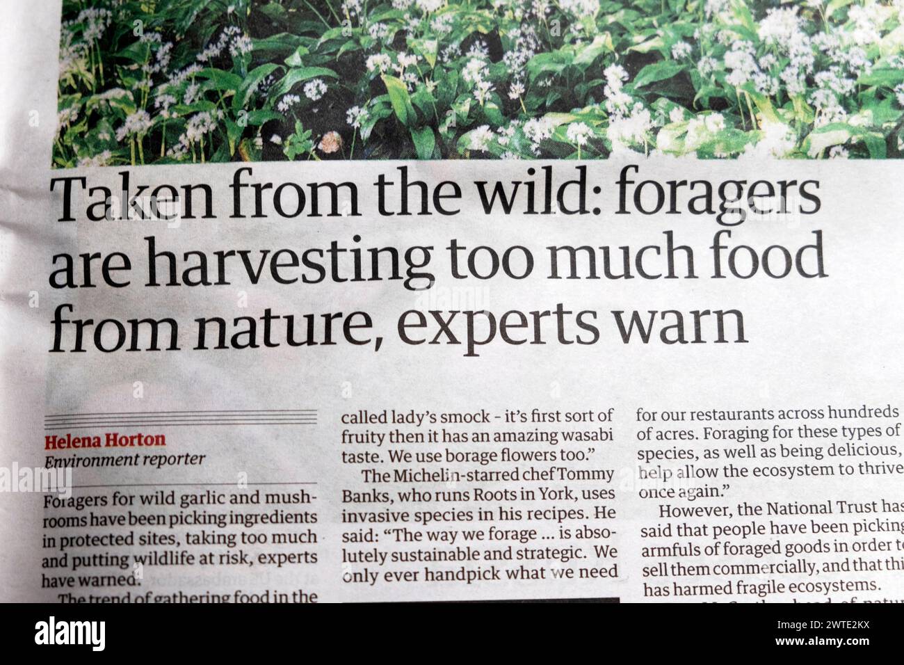 Plants 'Taken from the wild: foragers are harvesting too much food from nature, experts warn' Guardian newspaper headline foraging article Stock Photo