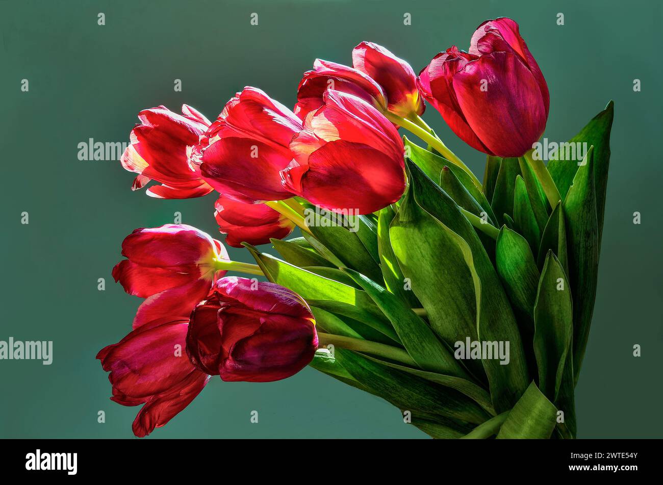 Bouquet of red tulip flowers in backlit of sunlight isolated on green background. Glowing spring flowers by warm sunrays illuminated. Spring floral ba Stock Photo
