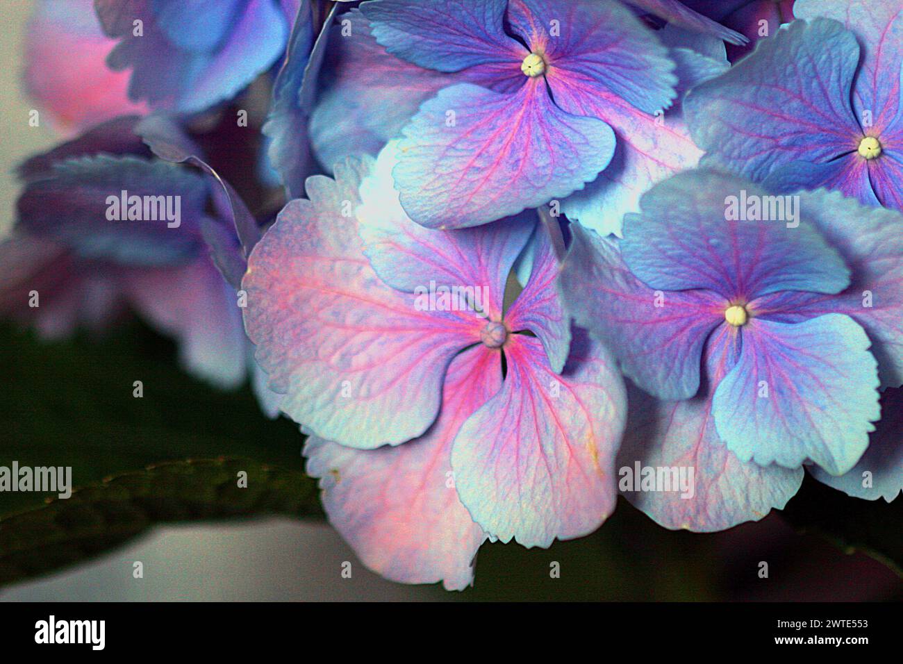 Beautiful little purple hydrangea flowers hi-res stock photography and ...