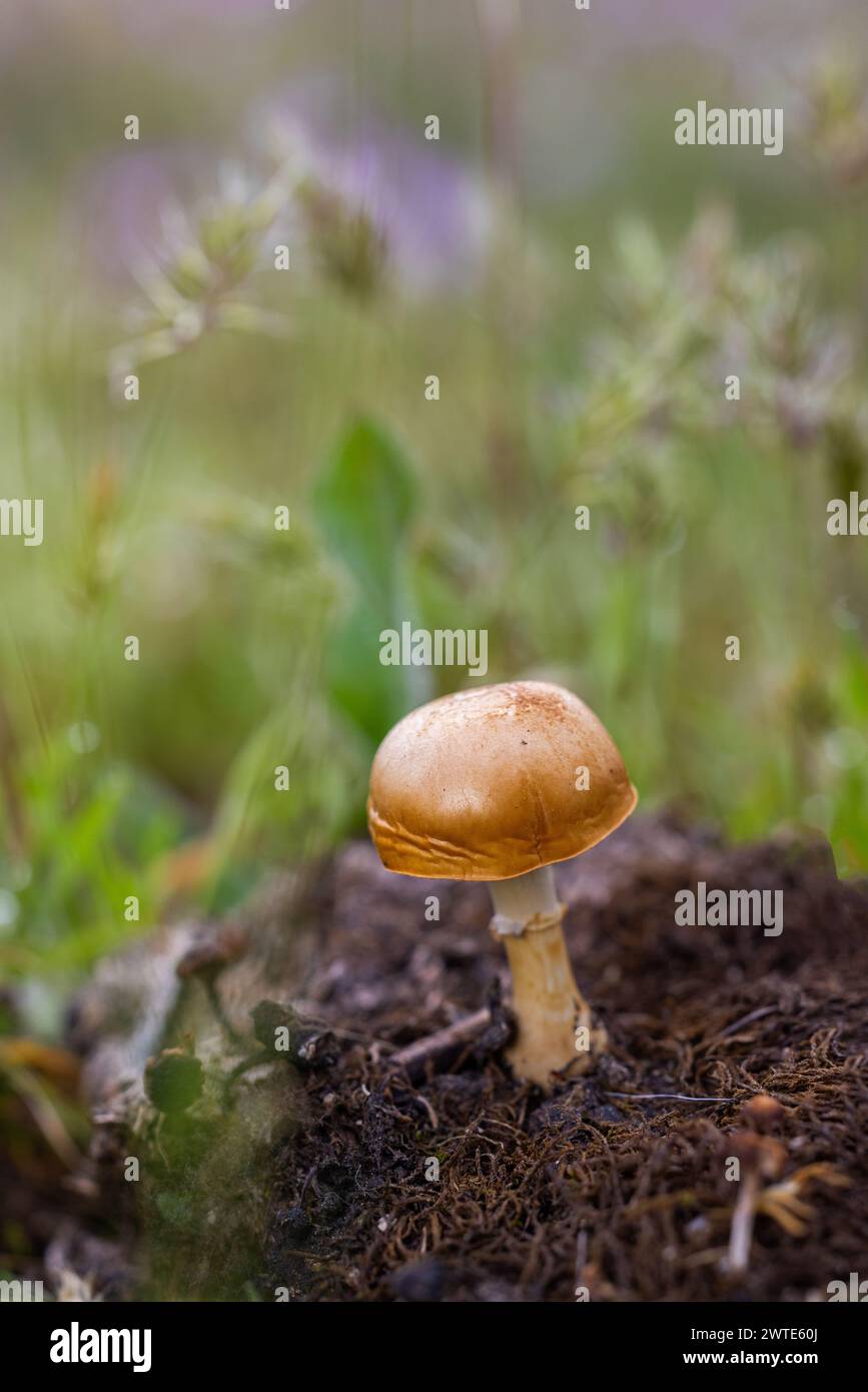 A lone mushroom sprouting from the soilv Stock Photo