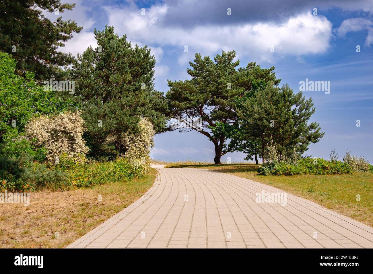 Tree lined paved pathway hi-res stock photography and images - Alamy