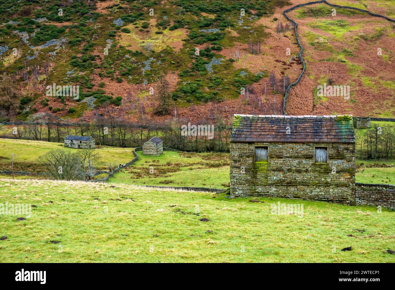 Stone barns and dry stone walls in Swaledale, Yorkshire Dales National Park.  The Coast to Coast long distance footpath passes through Swaledale. Stock Photo