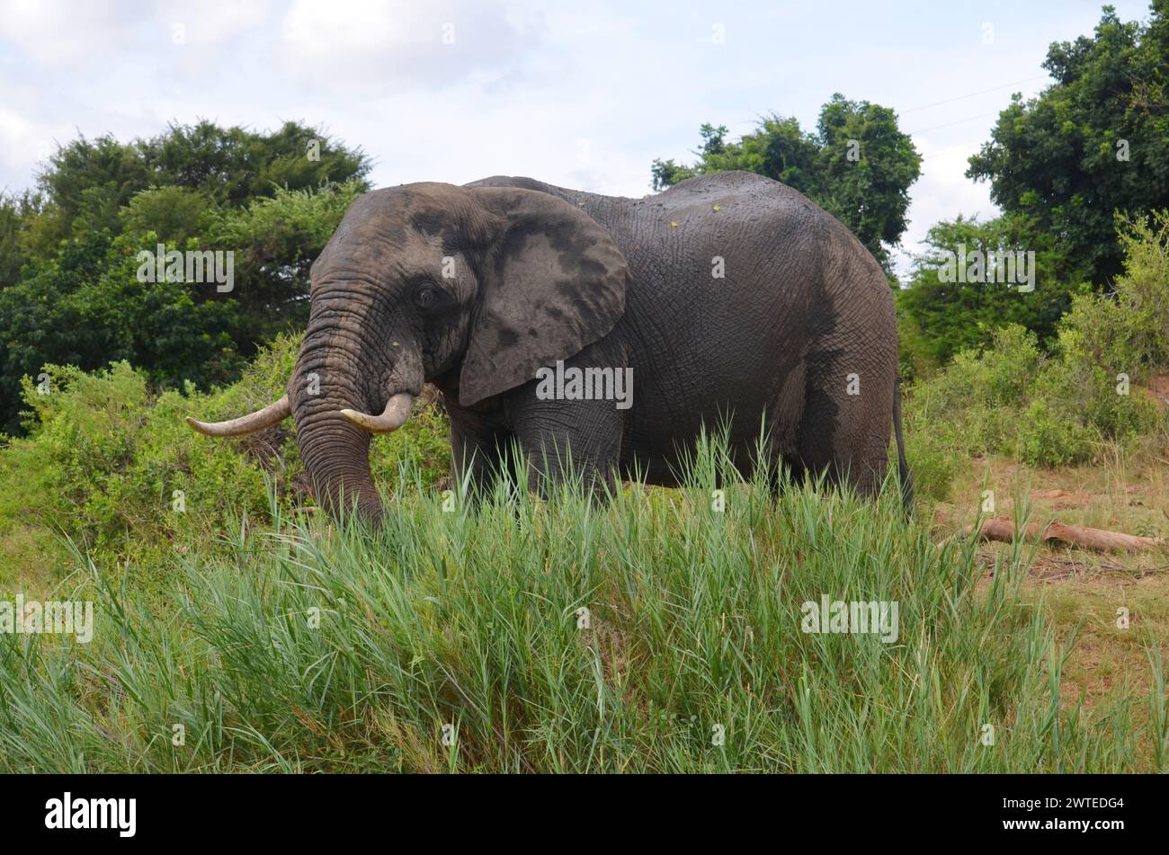 African Elephant in Kruger National Park, Mpumalanga, South Africa Stock Photo