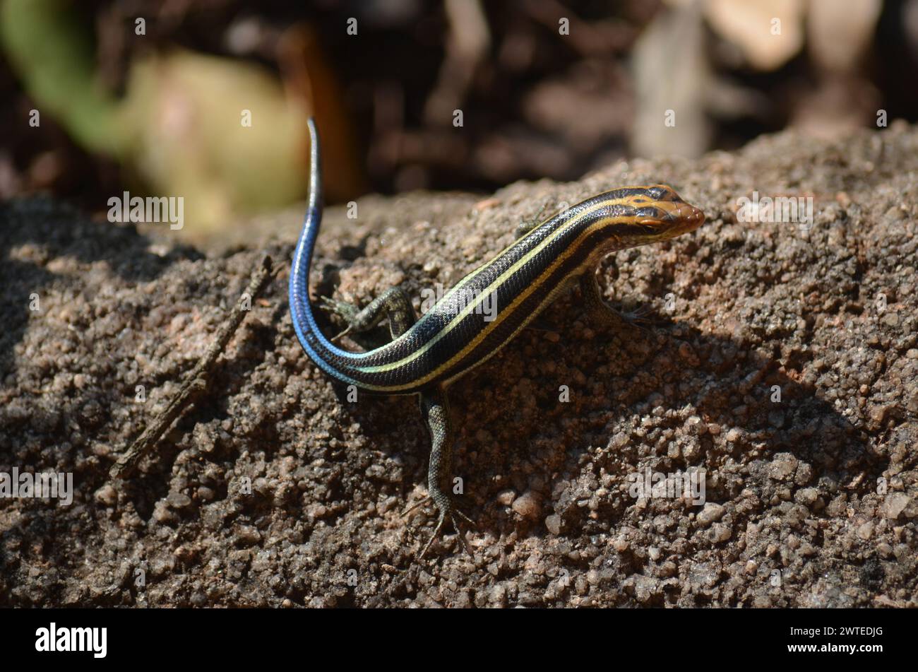 Rainbow Skink in Kruger National Park, Mpumalanga, South Africa Stock Photo