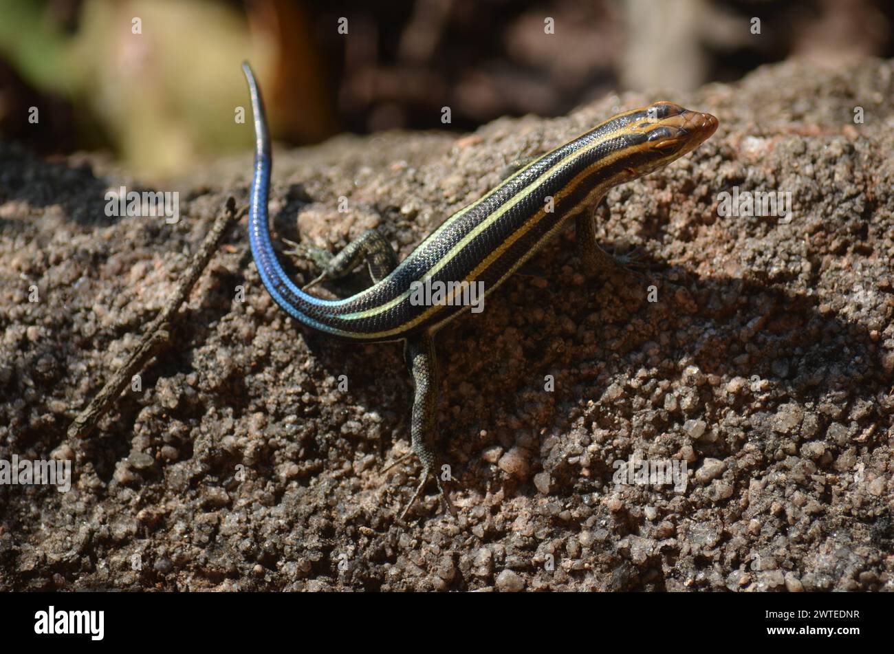 Rainbow Skink in Kruger National Park, Mpumalanga, South Africa Stock Photo