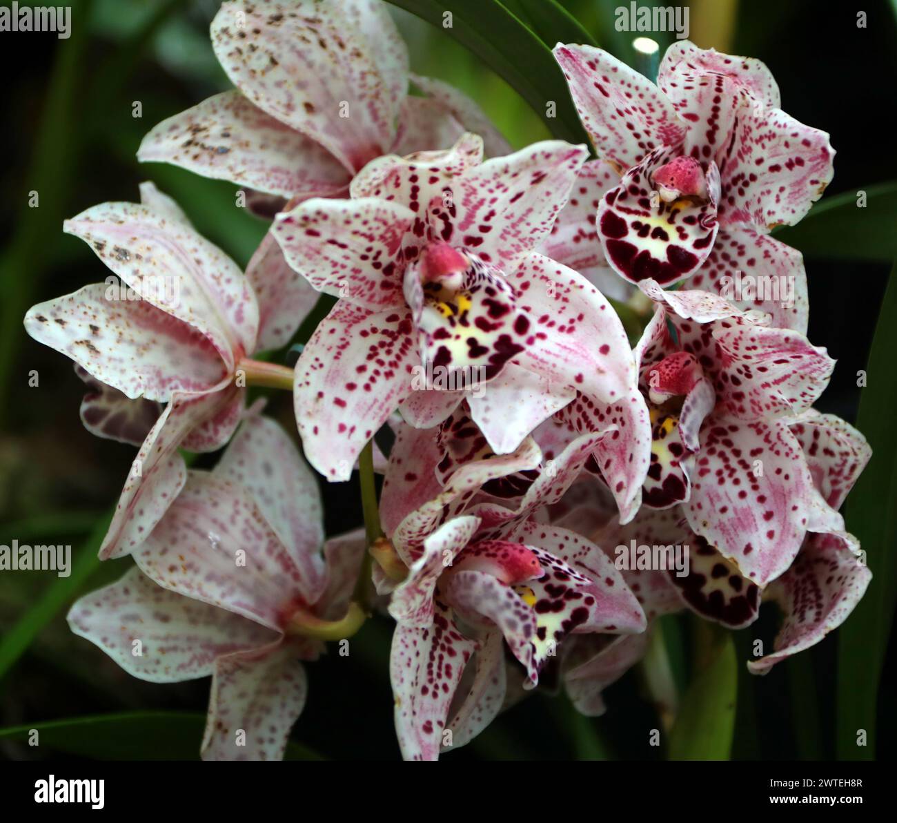 Cymbidium Orchid, Dots Downunder 'New Horizon', Orchidaceae. Stock Photo