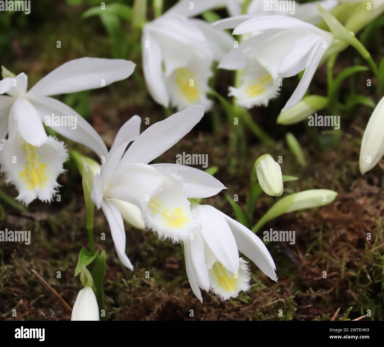 Pleione Orchid, Hertha Kretz 'Innocence', Orchidaceae. Pleione is a small genus of mainly epiphytic orchids. Stock Photo