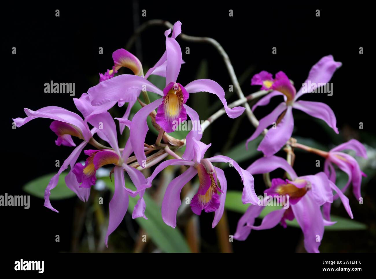 Laelia superbiens, Orchidaceae. Laelia superbiens is a species of orchid native to Mexico, Guatemala and Honduras. Stock Photo