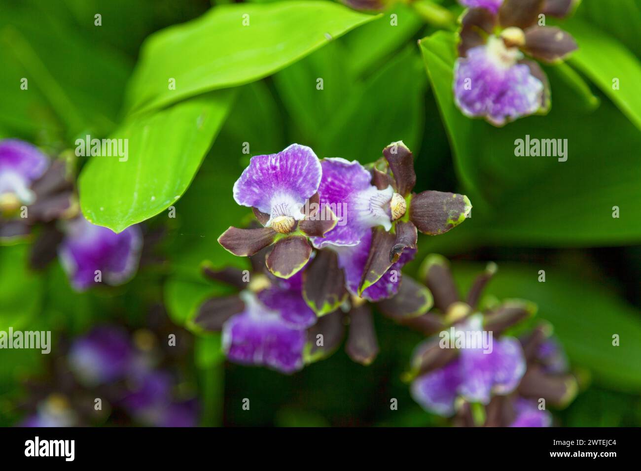 Close-up on a Orchid flowers (Zygopetalum Redval). Stock Photo