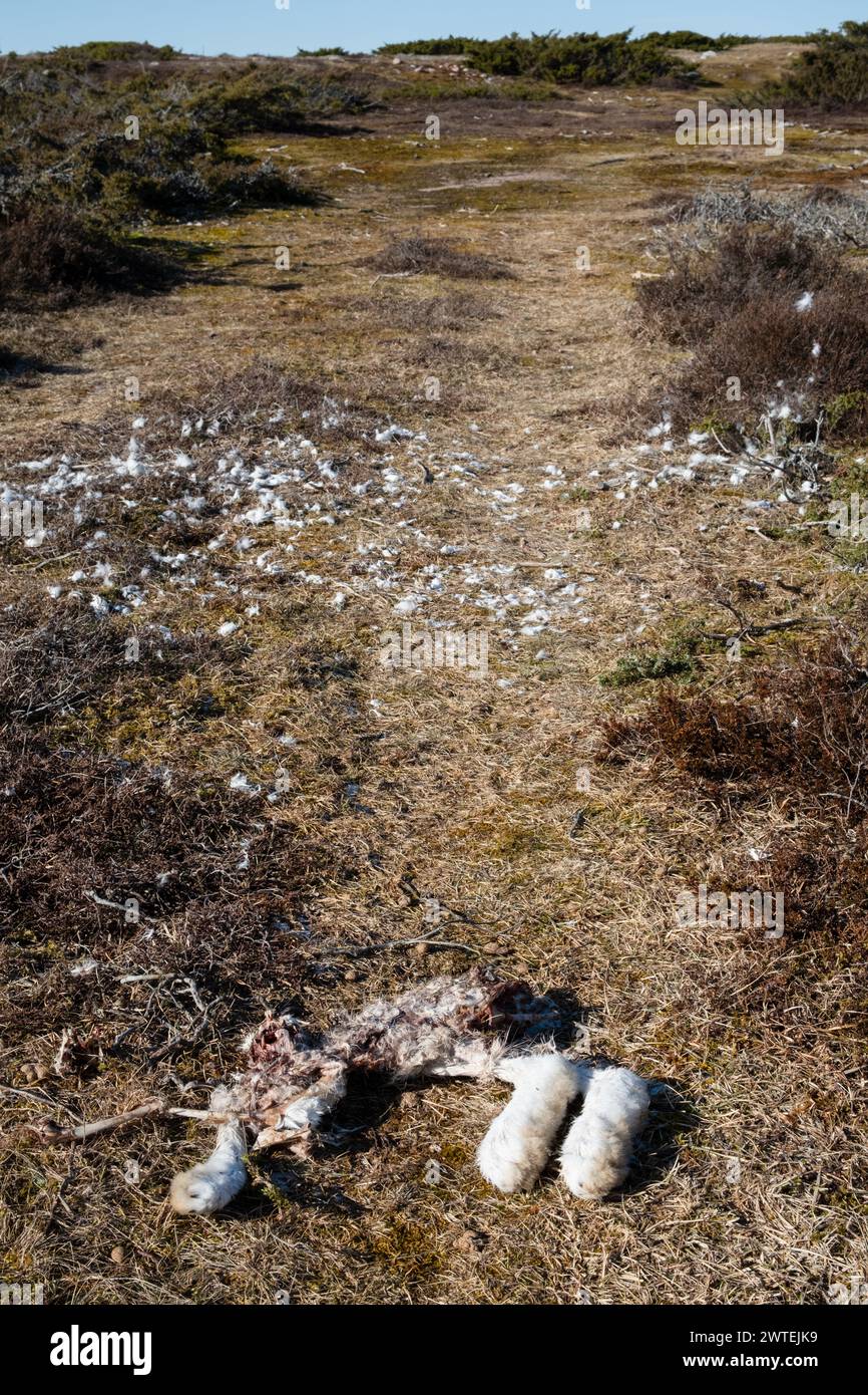 SEA EAGLE KILL, RABBIT, JURMO, REMOTE BALTIC SEA ISLAND, WINTER ...