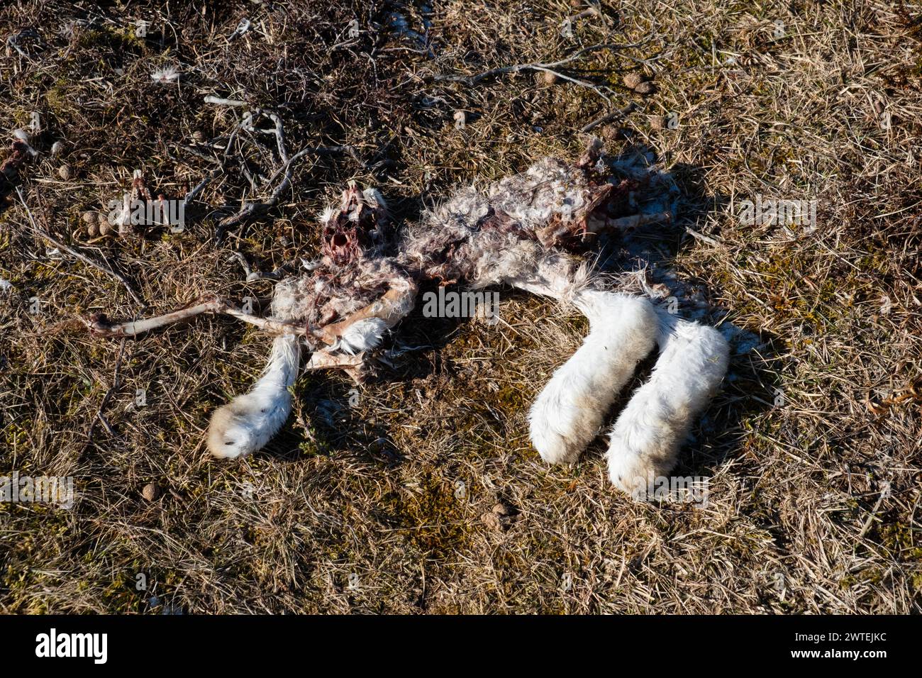 SEA EAGLE KILL, RABBIT, JURMO, REMOTE BALTIC SEA ISLAND, WINTER ...