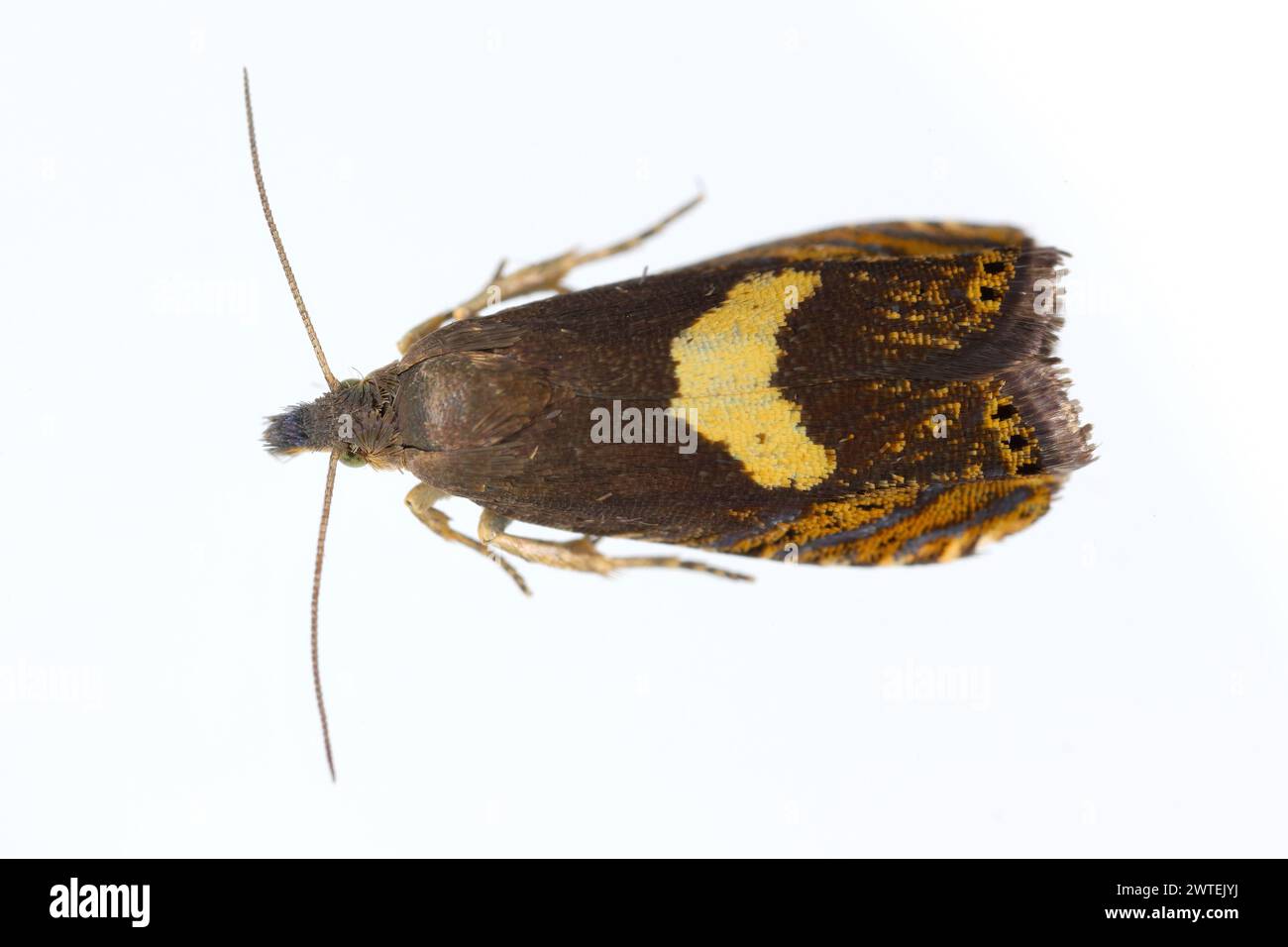 Common drill (Dichrorampha petiverella). Beautiful moth of the family Tortricidae, leafroller moths. Stock Photo