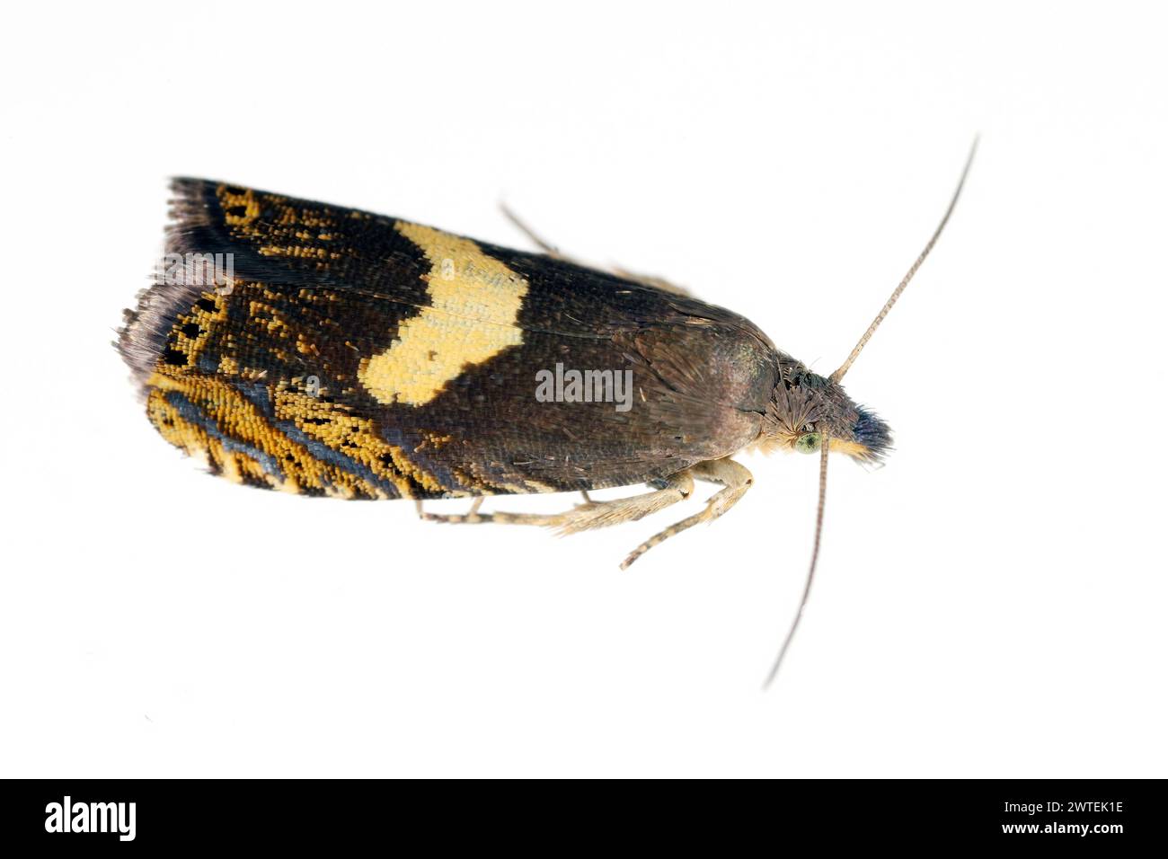 Common drill (Dichrorampha petiverella). Beautiful moth of the family Tortricidae, leafroller moths. Stock Photo