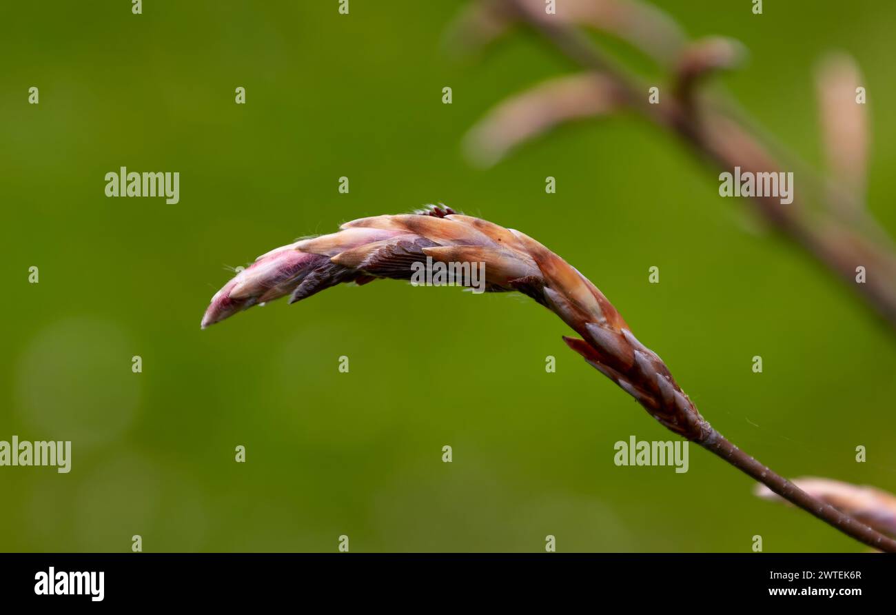 Image of young and fresh beech branches on a green background Stock Photo