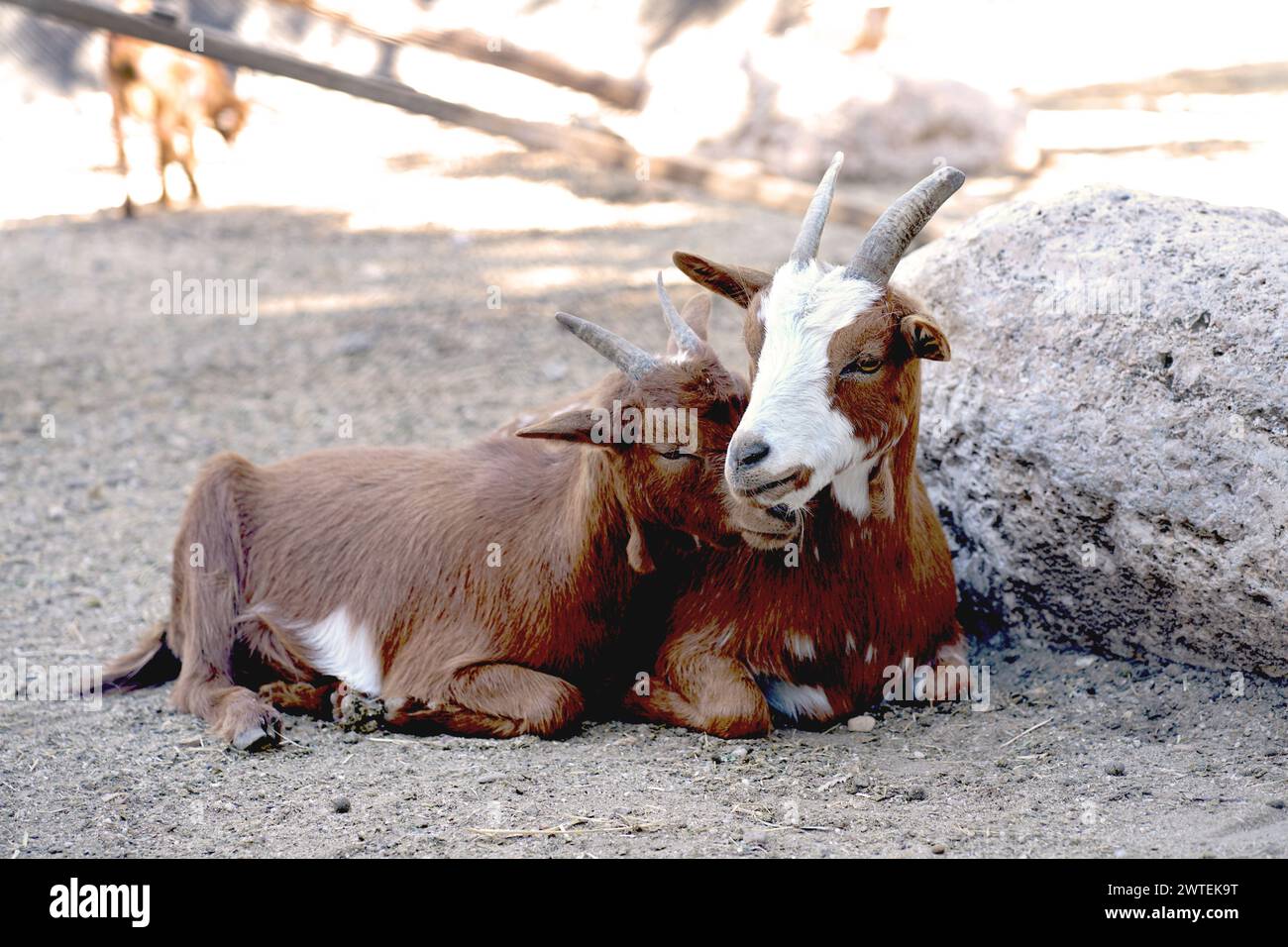 two young goats huddled together showing affection, one with its head resting on the back of the other, and lying on the earthen floor Stock Photo