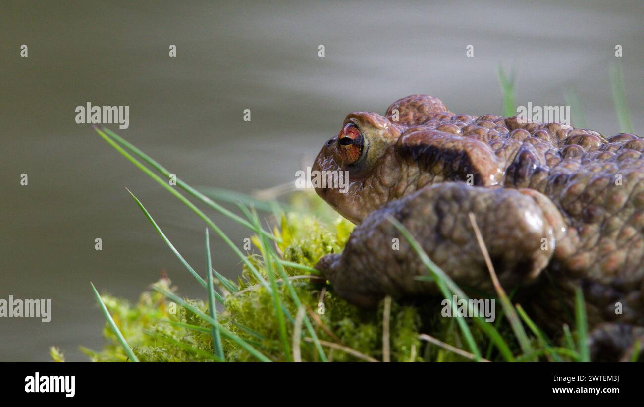 Common toad Bufo bufo in grass. Stock Photo