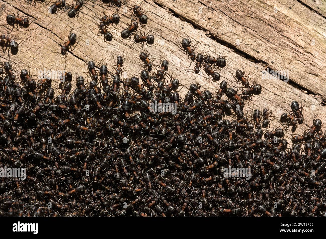 Swarming in ant colony nest. Thousands of black ants. Czech republic nature. Anthill in the forest. Stock Photo