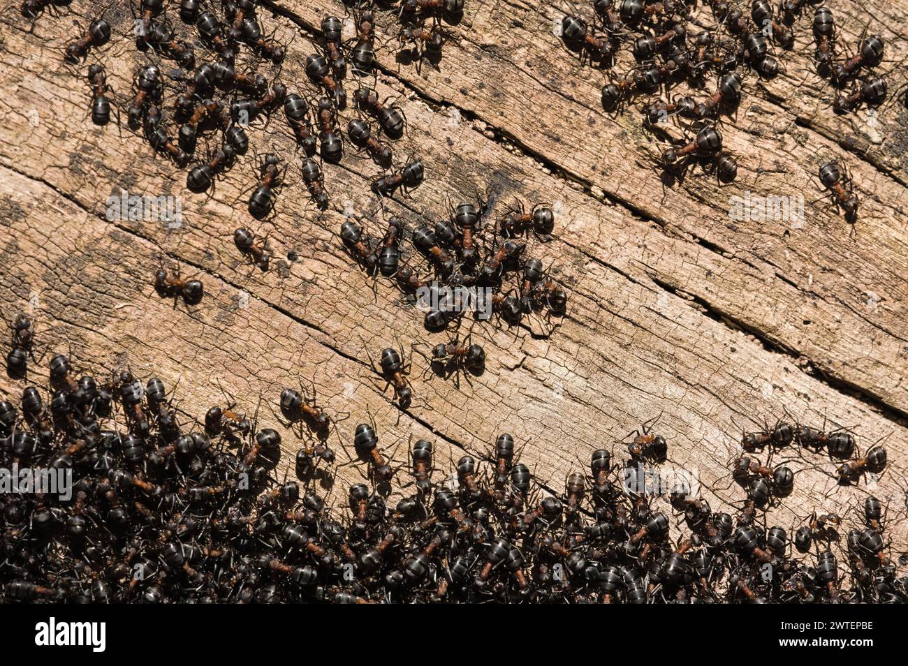 Swarming in ant colony nest. Thousands of black ants. Czech republic nature. Anthill in the forest. Stock Photo