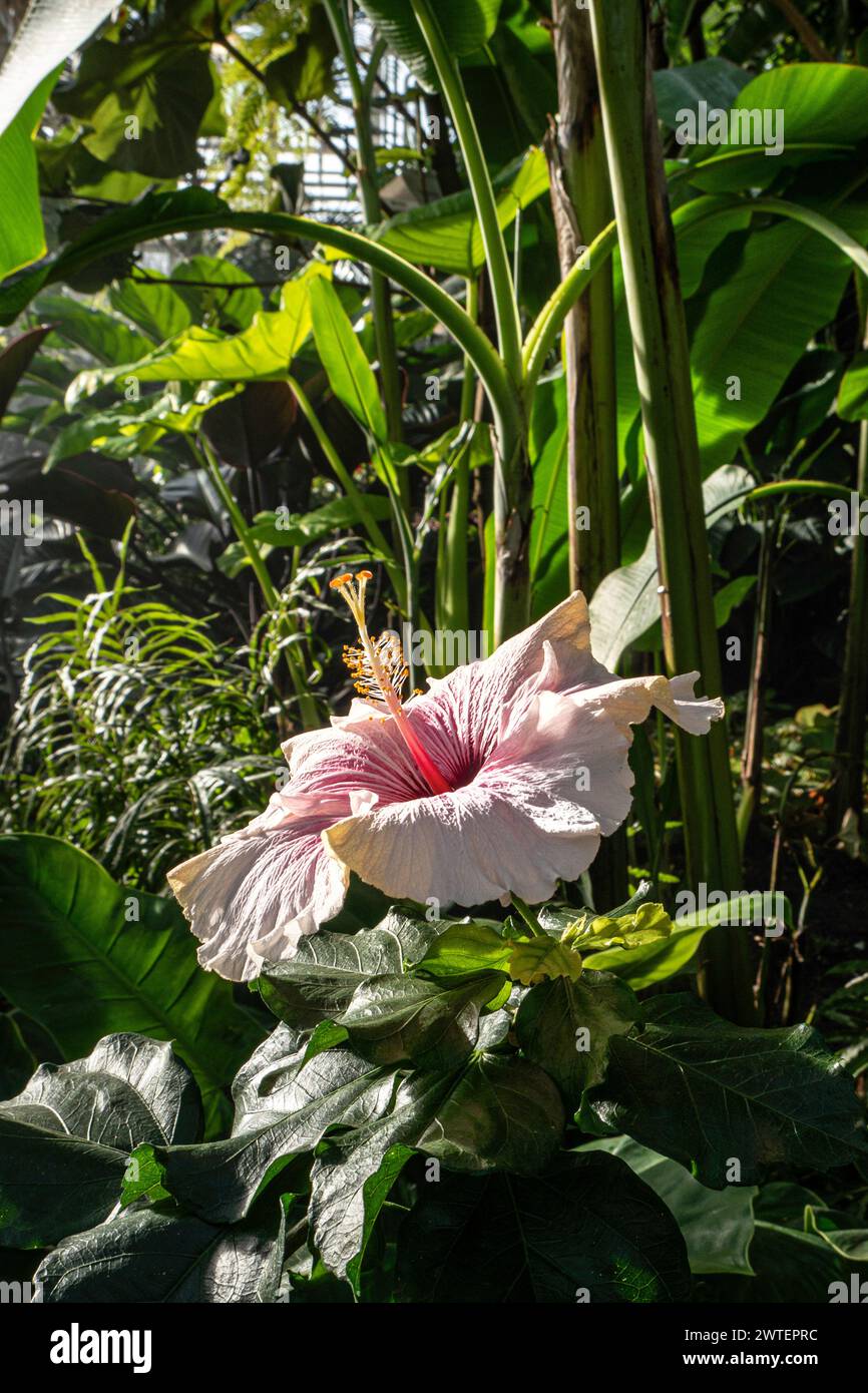 Pink Hibiscus flower Hibiscus rosa-sinensis in hot tropical moist conditions, with exotic palm leaves and tropical plants behind. Tropical hibiscus is native to China Stock Photo