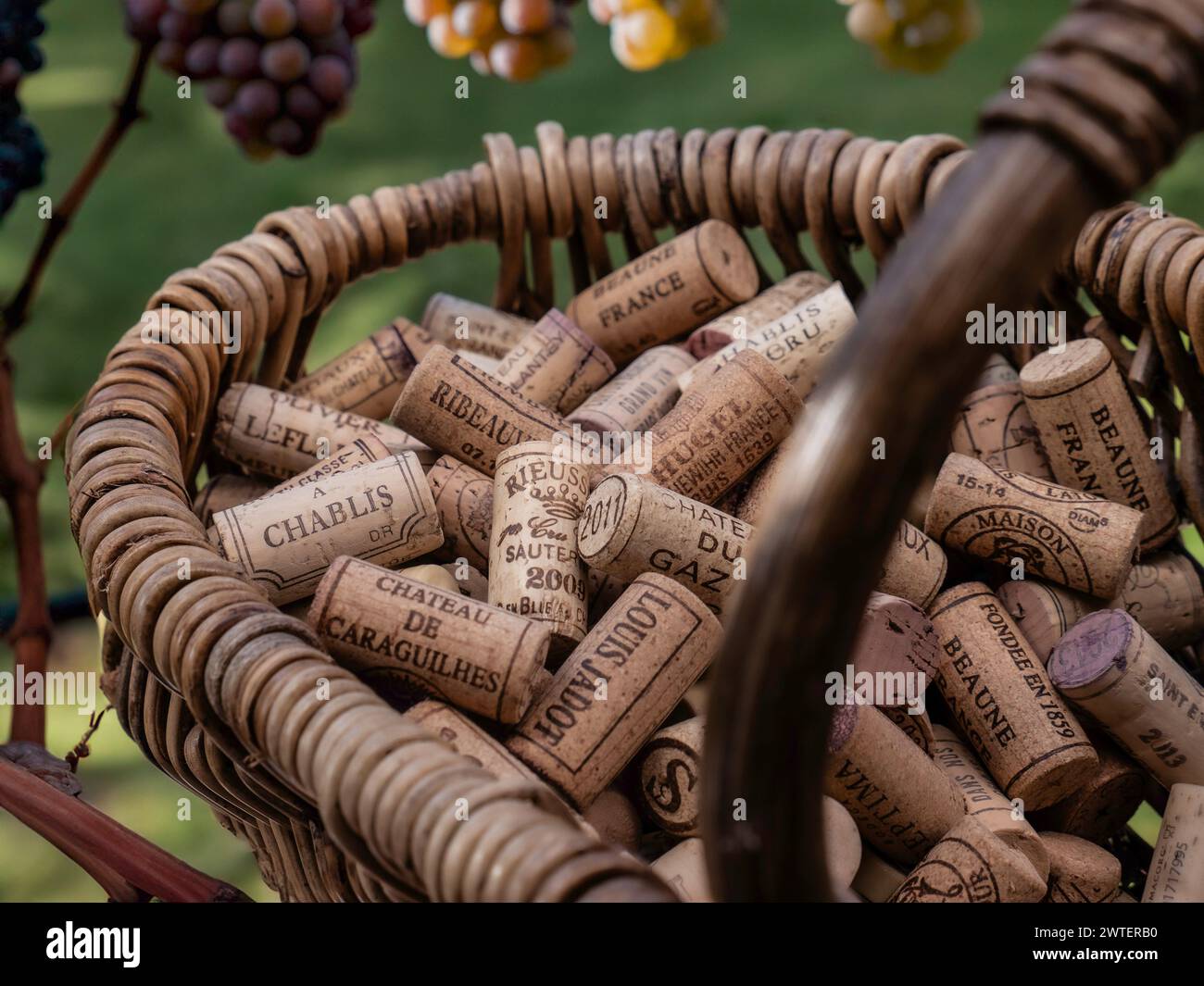 WINE CORKS HARVEST FRANCE Concept image of French grape pickers harvest basket with quality selection of regional French luxury wine corks, with red and white grapes behind. French quality wine production industry Stock Photo