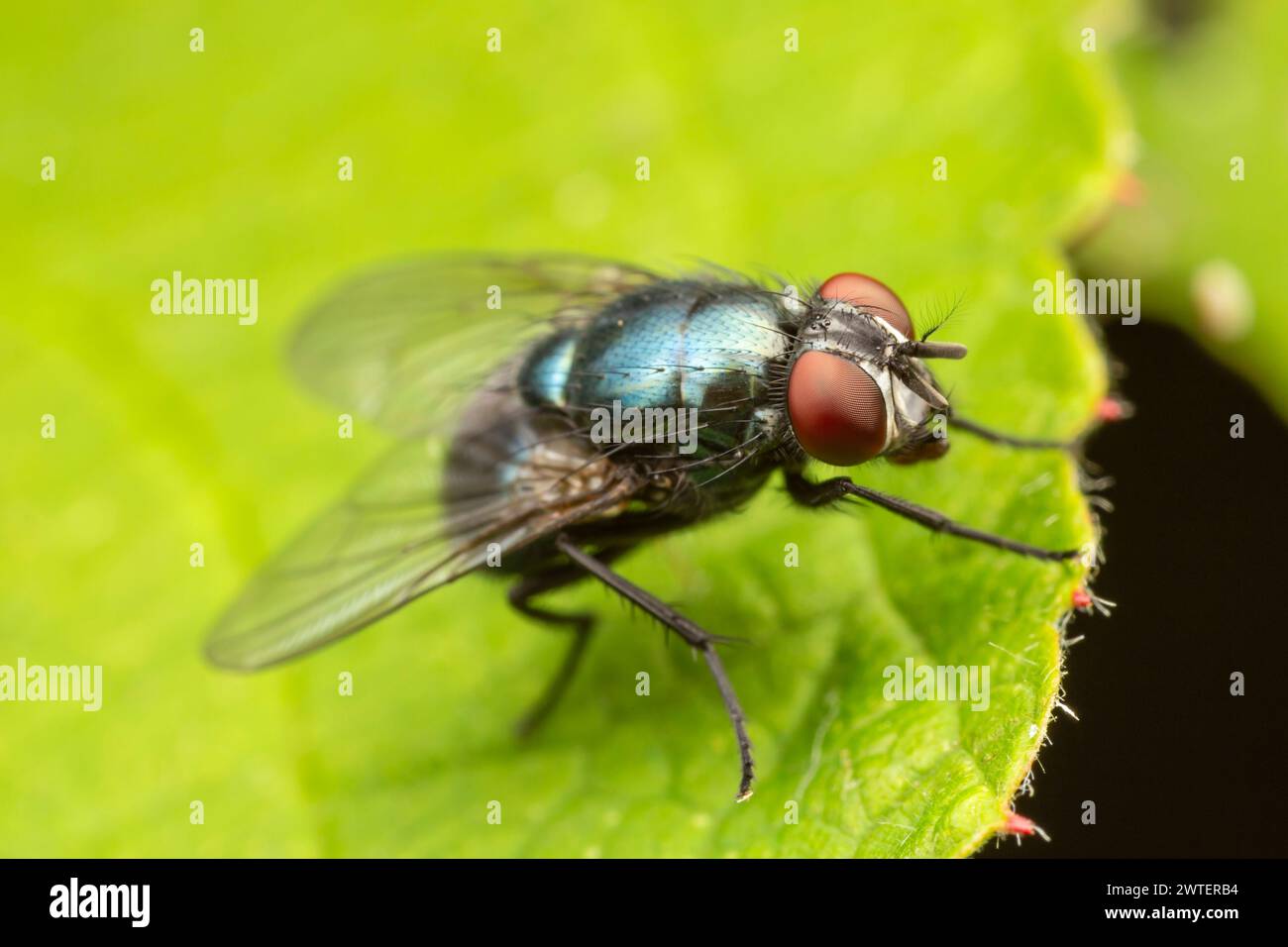 Common Green Bottle Fly (Lucilia sericata) Stock Photo