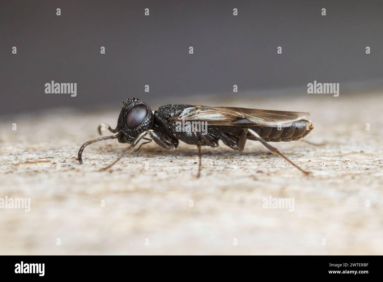 Parasitic Wood Wasp (Orussus minutus) - Male Stock Photo