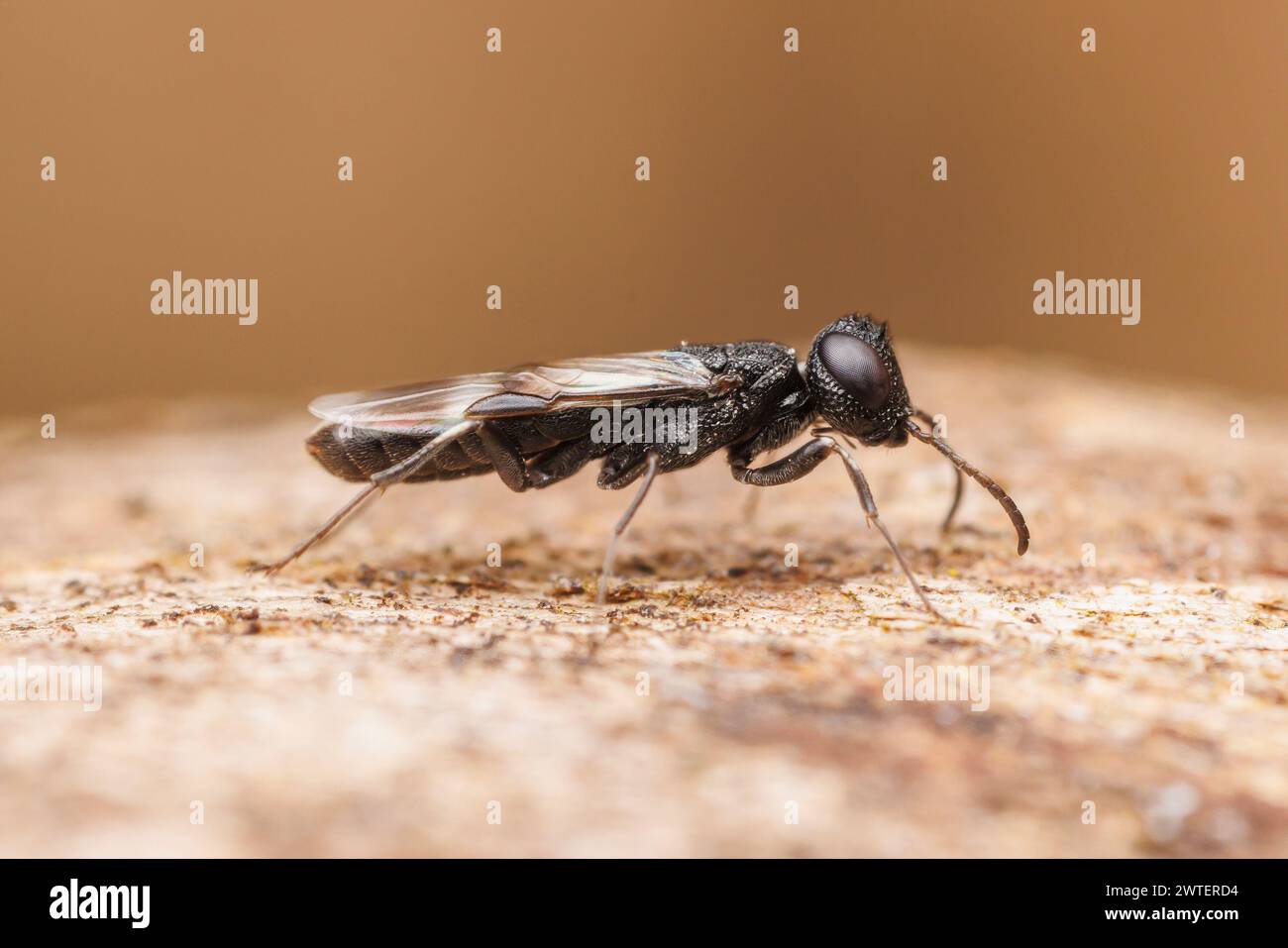 Parasitic Wood Wasp (Orussus minutus) - Male Stock Photo