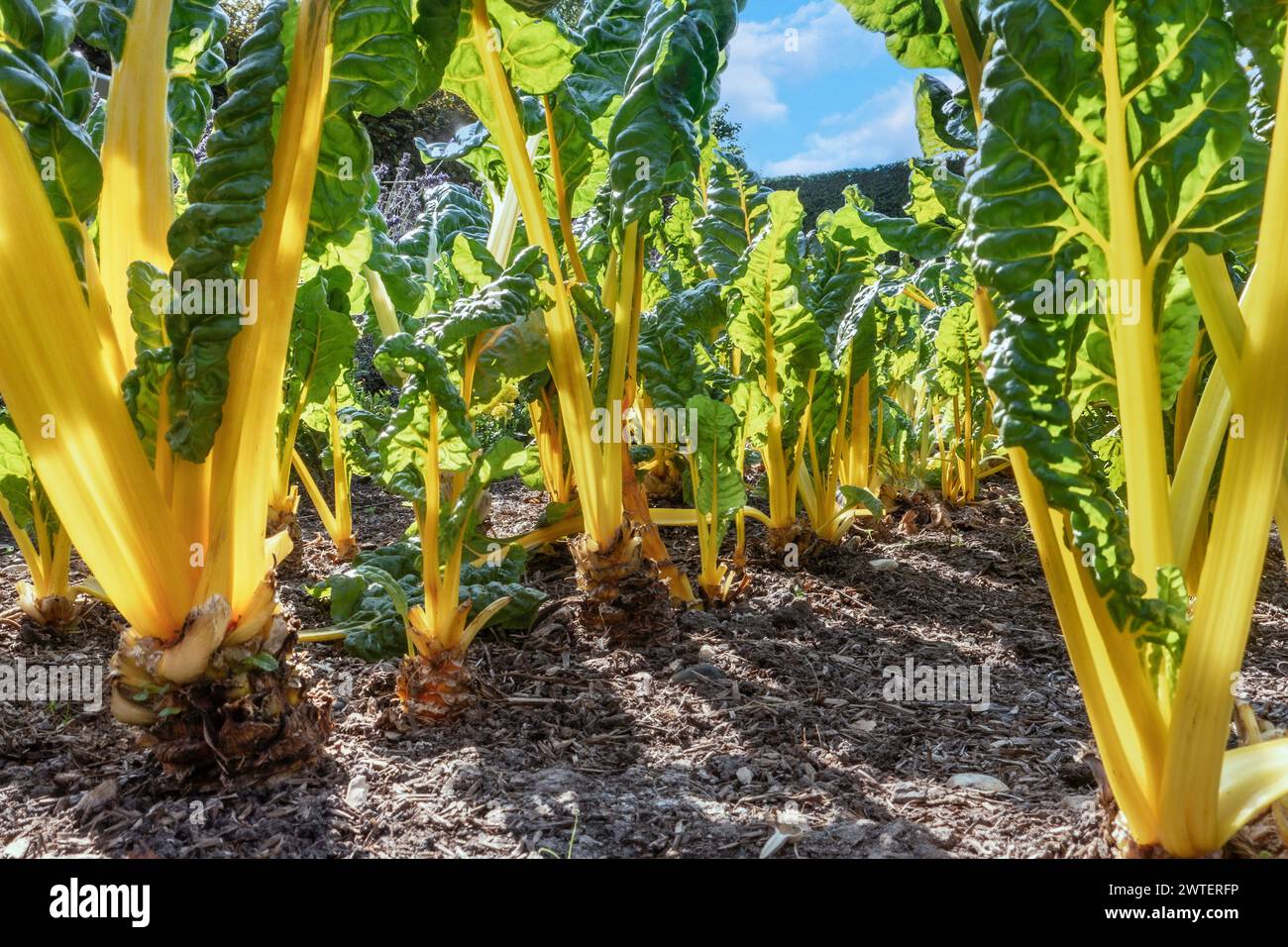 Swiss Chard Yellow Chard 'BRIGHT LIGHTS' Beta vulgaris low angle viewpoint (Leaf Beet Group) 'Bright Lights'. Swiss Chard. Annual. Amaranthaceae. Summer sun leaves stems Stock Photo