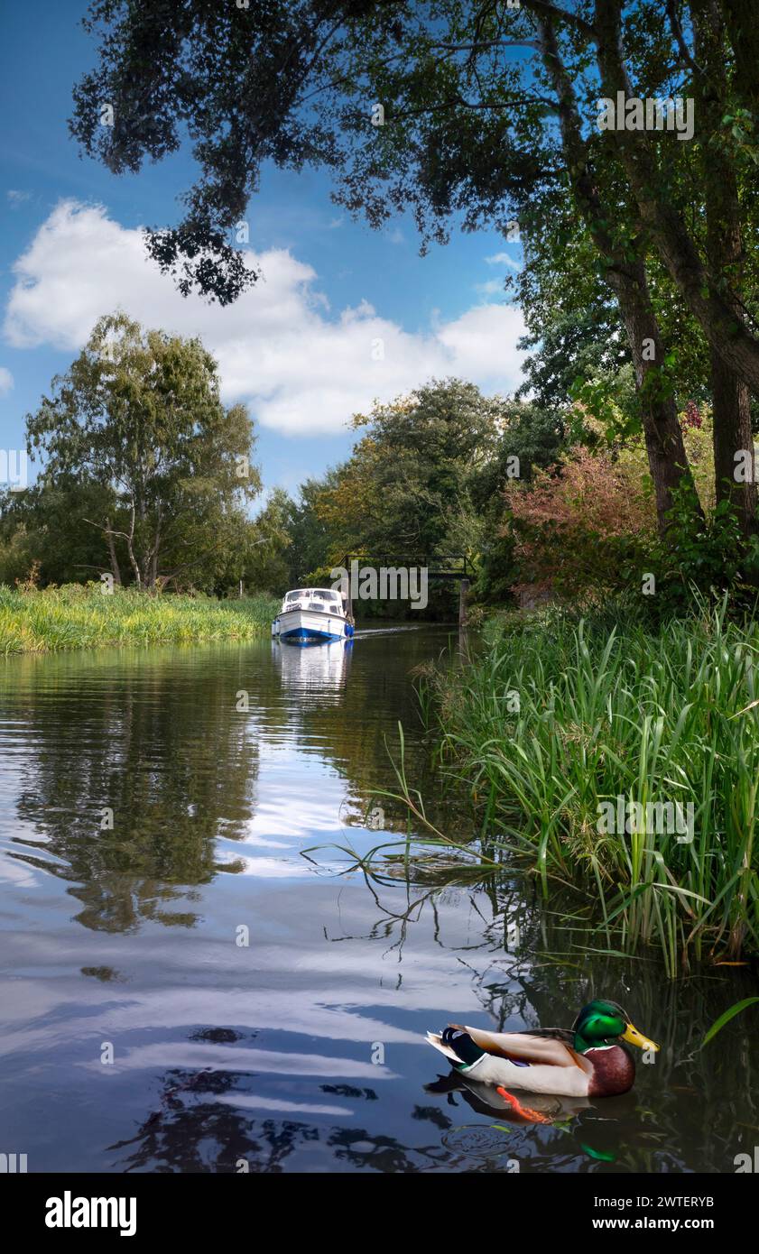 Motor boating cruising on 'The River Wey' with Mallard Duck (Anas platyrhynchos) in foreground reeds, summer cabin cruiser day boat navigating upstream on a perfect still summers day. Landscape vista view National Trust River Wey Navigations Send Surrey UK Stock Photo