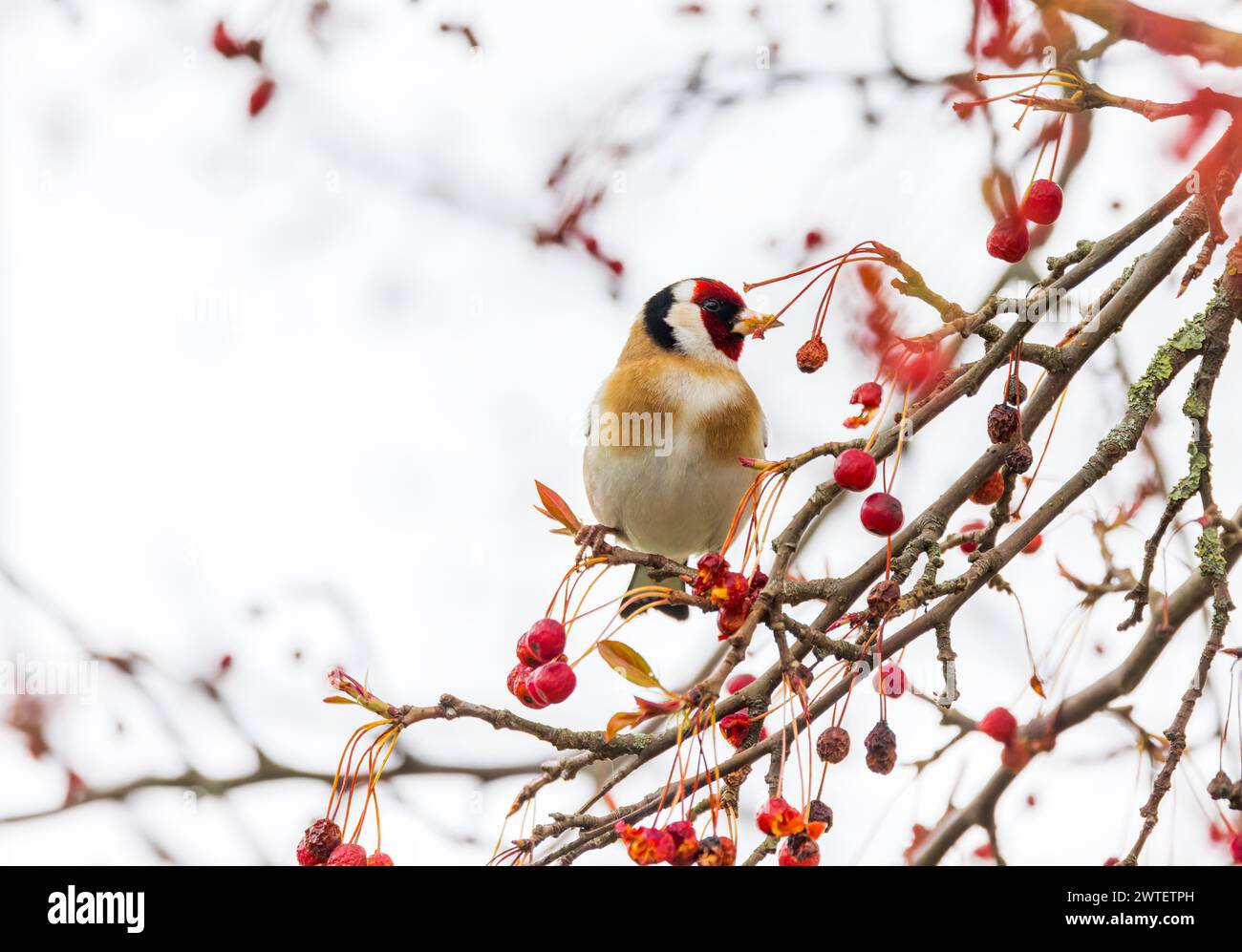 European Goldfinch 'Carduelis carduelis' feeding on red berries of Rowan or Mountain Ash tree 'Sorbus aucuparia'. Bird isolated on white. Ireland Stock Photo