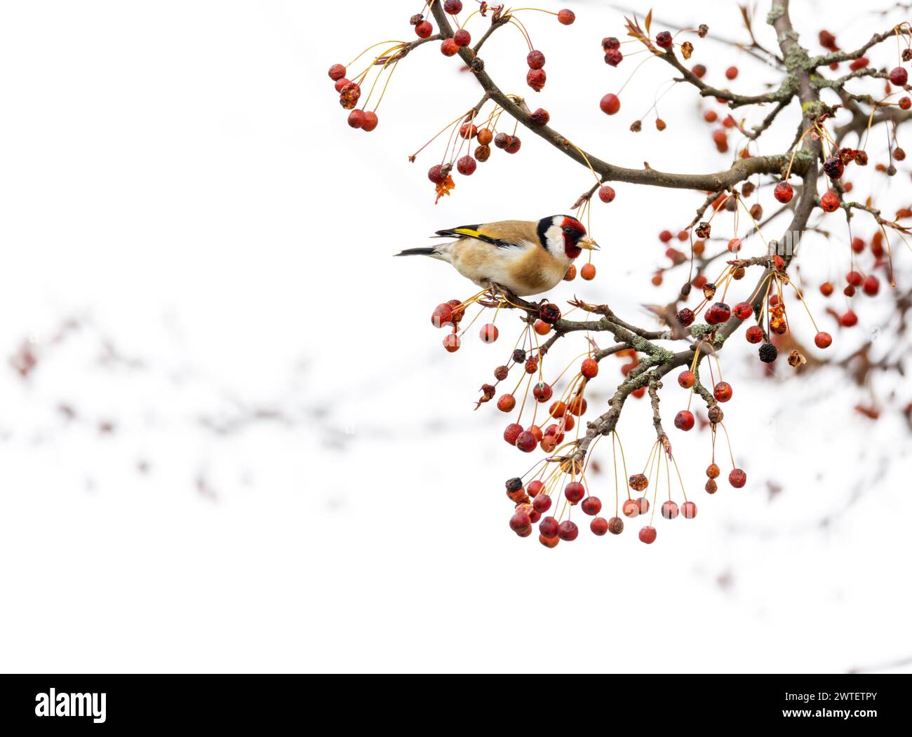 European Goldfinch 'Carduelis carduelis' feeding on red berries of Rowan or Mountain Ash tree 'Sorbus aucuparia'. Bird isolated on white. Ireland Stock Photo