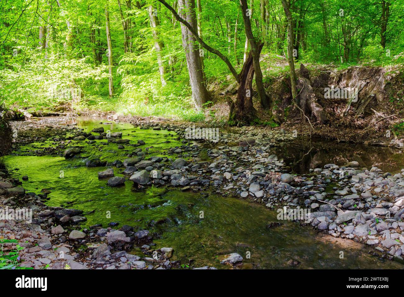 creek flows through the beech forest of carpathian mountains. shallow water stream among trees in spring on a sunny day Stock Photo