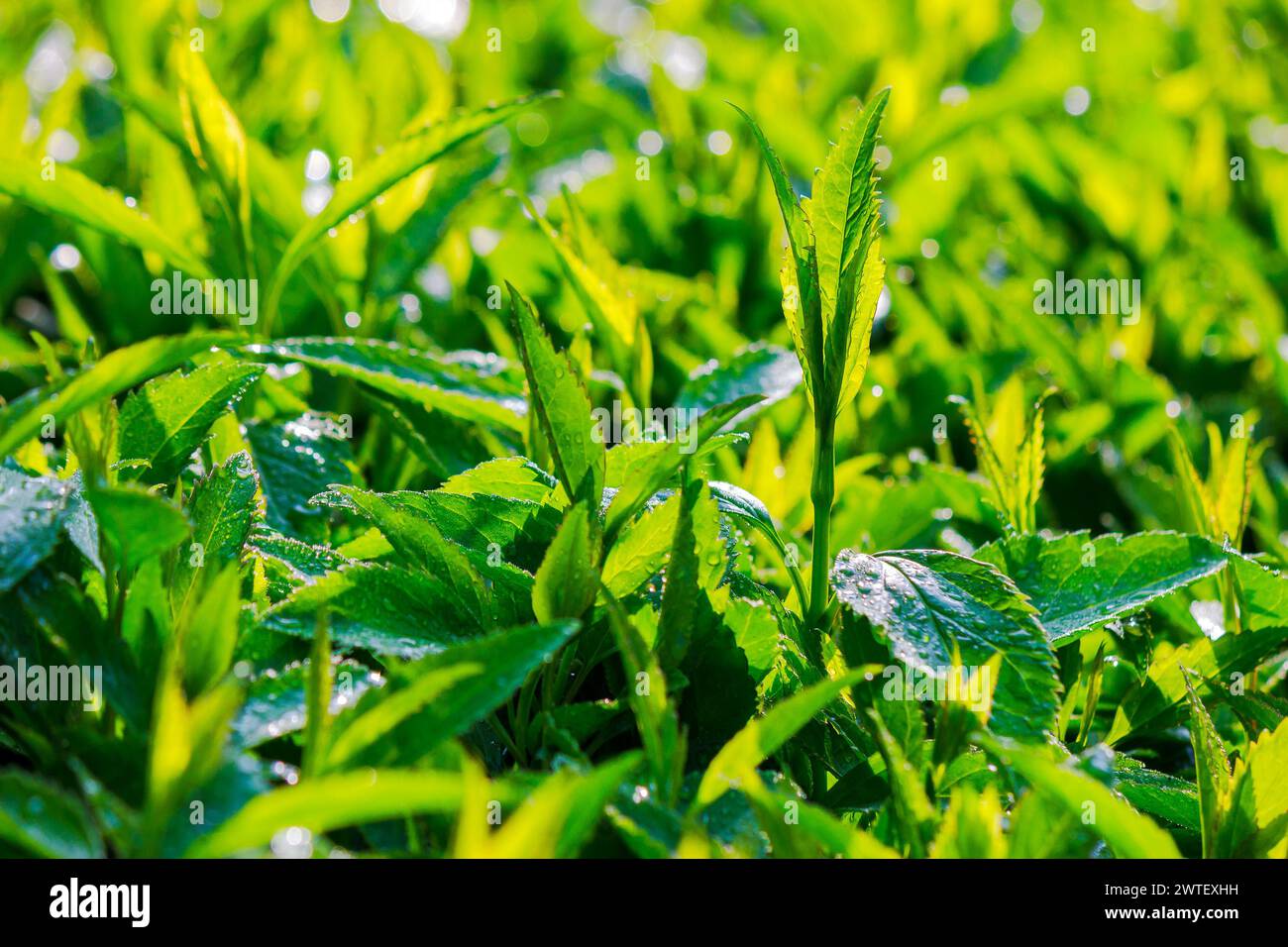 green leaves in water drops. fresh closeup nature background in spring Stock Photo