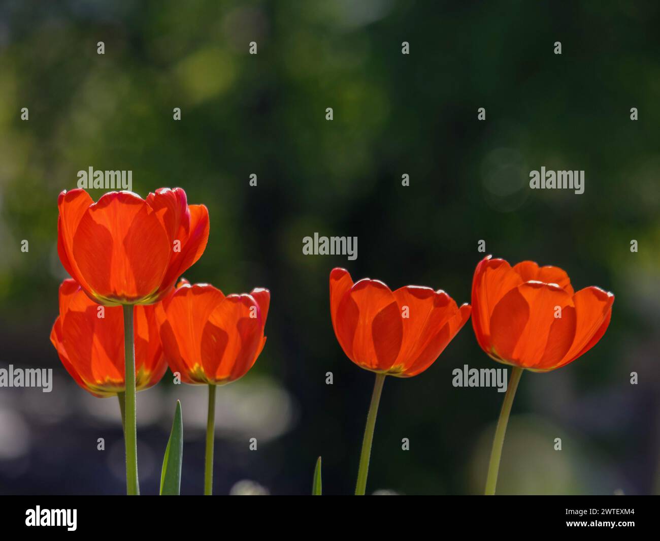 red tulips in spring. beautiful garden background Stock Photo - Alamy