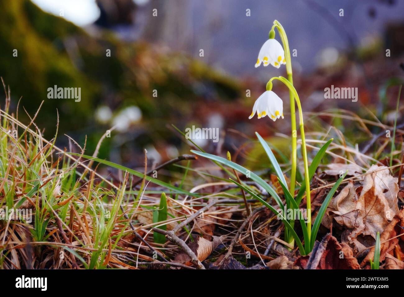 spring snowflake flower blooming in the forest. warm sunny weather Stock Photo